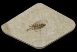 Fossil March Fly (Plecia) - Green River Formation #154492-1